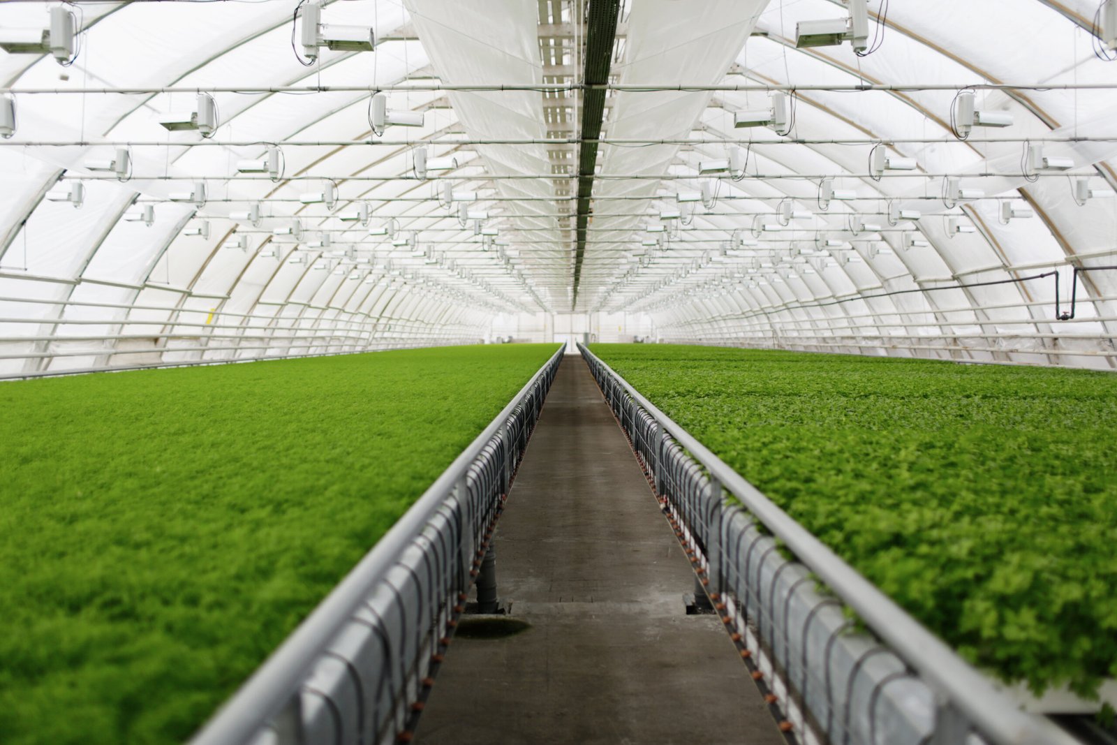 Green plants growing inside greenhouse